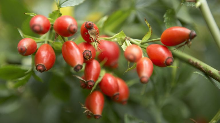 All You Need to Know About Rosehips