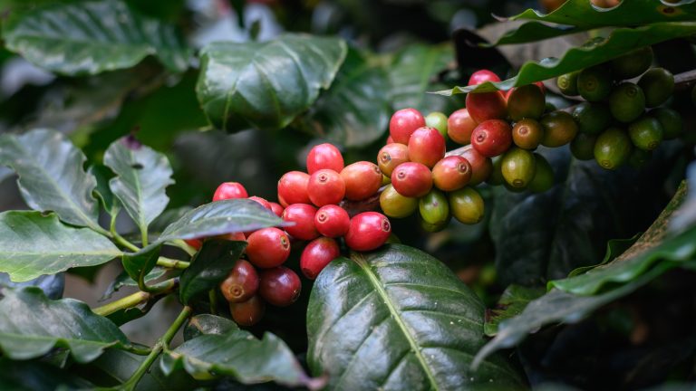 Are Coffee Beans Actually Considered a Fruit?