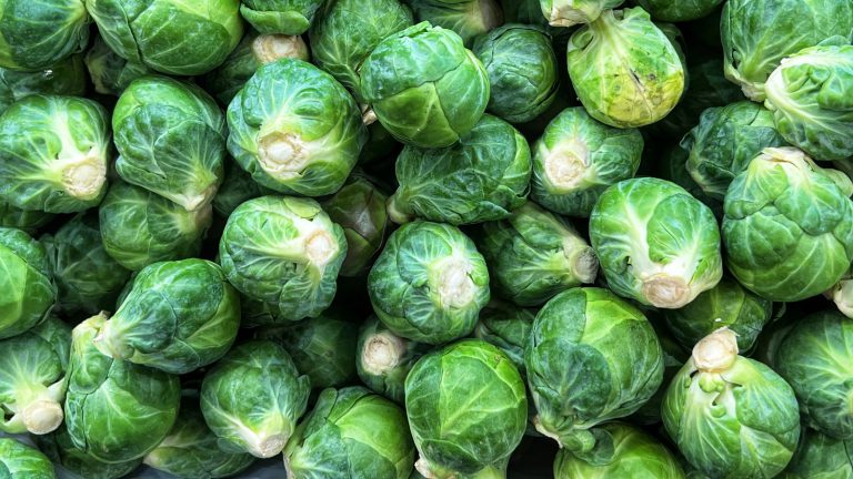 Are Brussels Sprouts Miniature Cabbages?