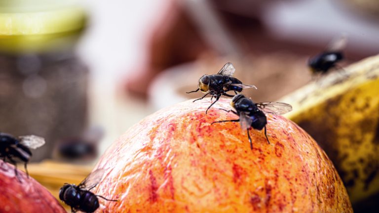 Eliminate Fruit Flies from Your Kitchen Using Whiskey: A Guide