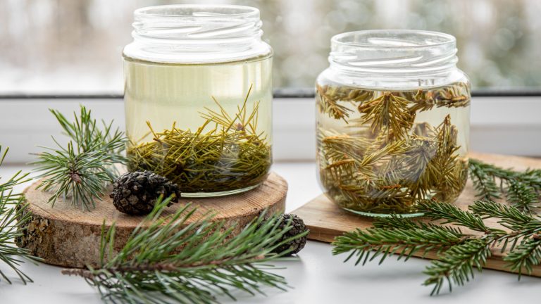 Are Pine Needles Actually Edible?