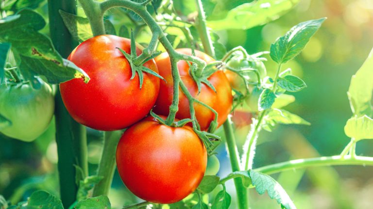 Keep Your Homegrown Tomatoes Fresh and Fungus-Free with This Simple Tip