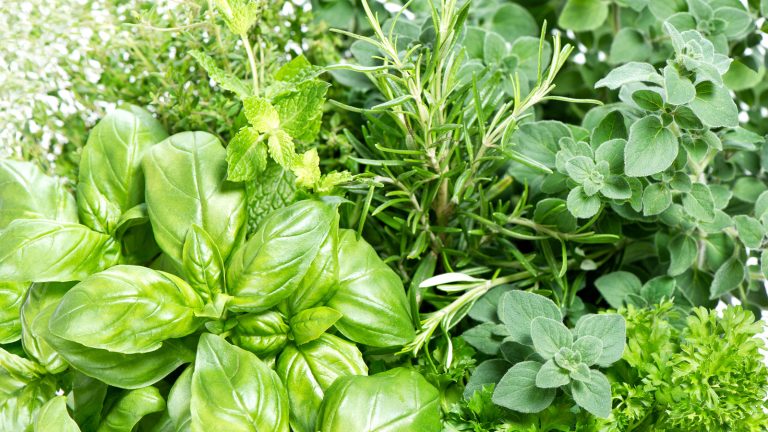 Why You Should Never Grow Rosemary and Basil Together