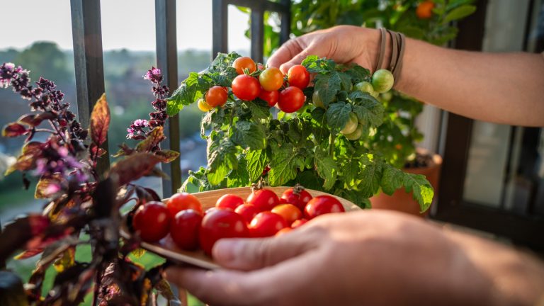 The Benefits of Planting Basil Next to Your Tomatoes