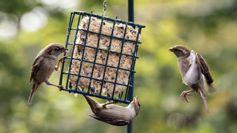 Don't Discard Bacon Grease: Repurpose It for Your Bird Feeder